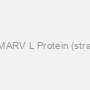 Recombinant MARV L Protein (strain Musoke-80)
